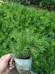 Dwarf Bamboo